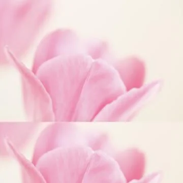 Collage flowers Stock Photos