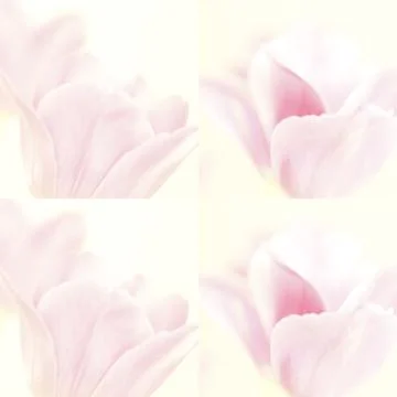 Collage flowers Stock Photos