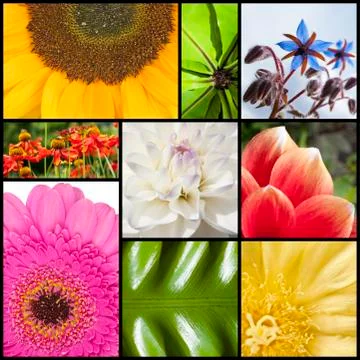 Collage of flowers in rectangles Stock Photos