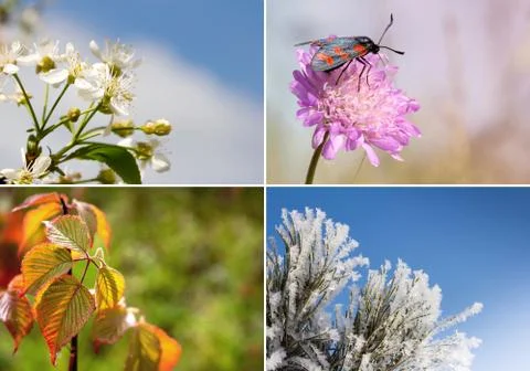Collage of four seasons Stock Photos