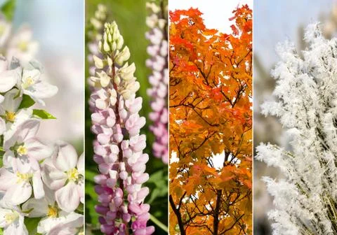 Collage of four seasons Stock Photos