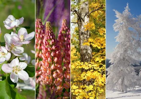 Collage of four seasons Stock Photos