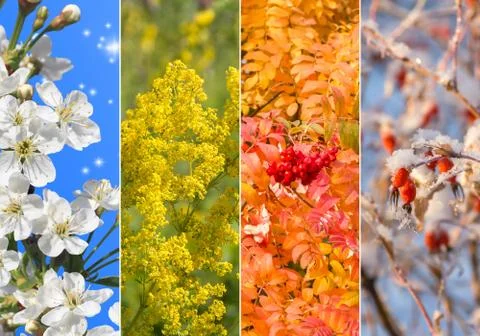 Collage of four seasons Stock Photos