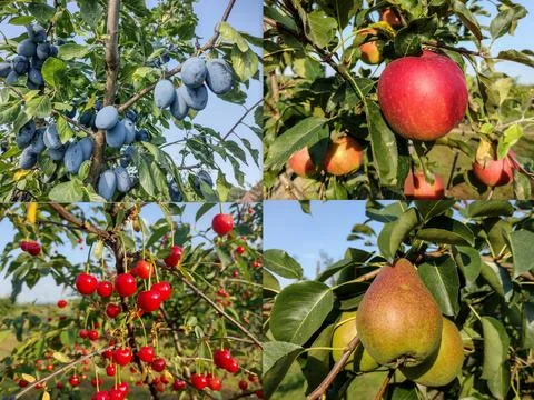 Collage with fruit trees. Plum tree, apple tree, cherry tree, pear tree Fotos de archivo
