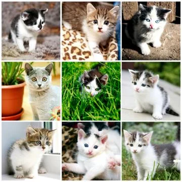 Collage of funny kitten Stock Illustration