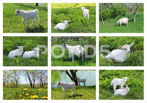 Collage with goats Stock Illustration