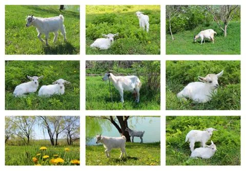 Collage with goats Stock Illustration