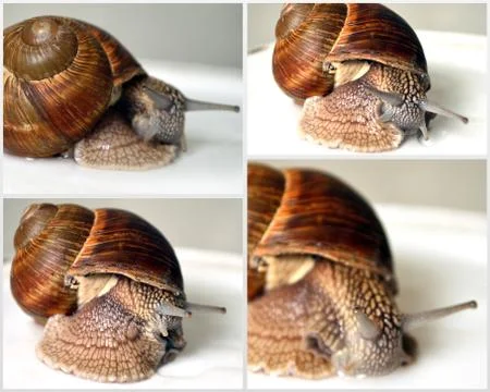Collage grape snails Stock Photos