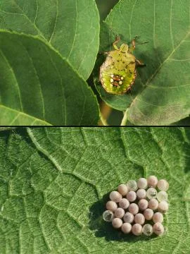 Collage of green vegetable bug (lat. Nezara viridula L. (Hemiptera: Pentatomi Stock-Fotos