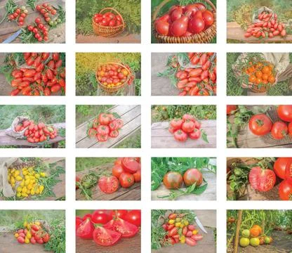 Collage of growing tomatoes 스톡 사진