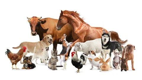 Collage with horse and other pets on white background. Banner design Stock Photos