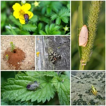 Collage with insects Stock Photos