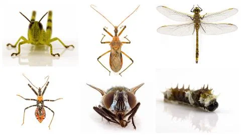 Collage Of Insects On White Background Stock Photos