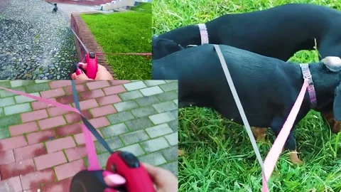 A Collage of Long and Medium Shots of Walking Two Dogs on a Leash.  Stock Footage 241939551