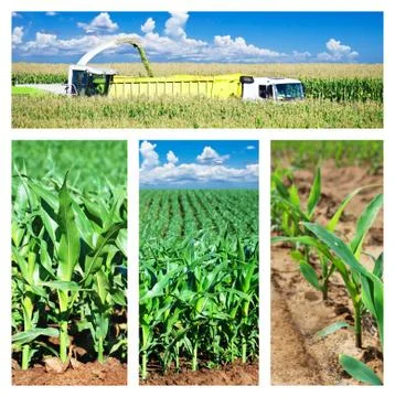 Collage of maize on the field Stock Photos