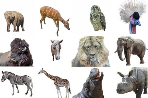 Collage with multiple animals  Asian elephant, Sitatunga antelope, Eurasian e 스톡 사진