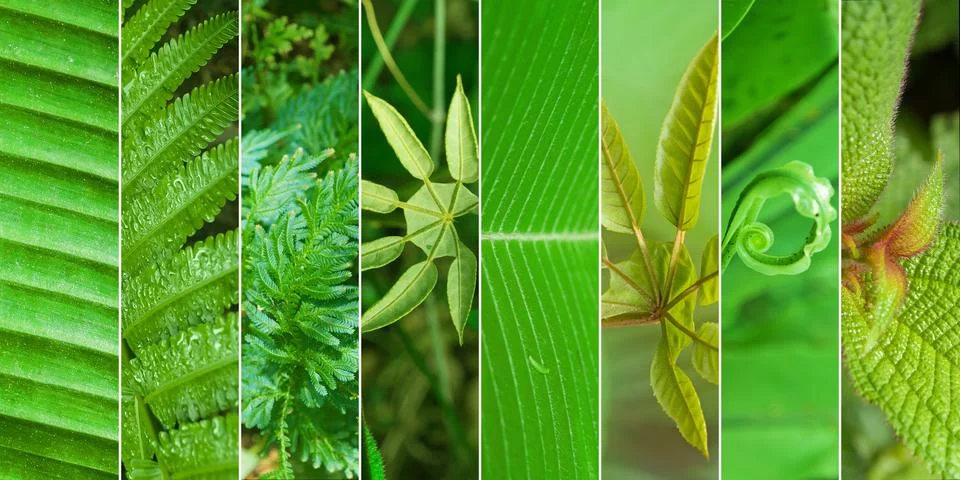 Collage of nature Stock Photos