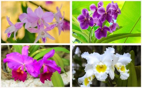 Collage Orchid texture. Set of different exotic orchid flower for beautiful n Stock Photos