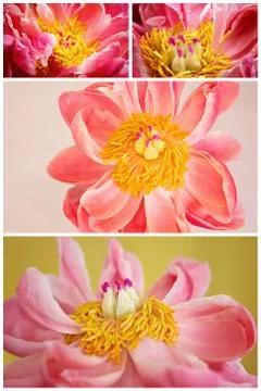 A Collage Of Peonies Stock Photos