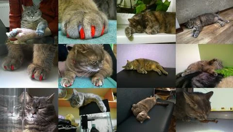 Collage of photos of gray angry cat Stock Photos