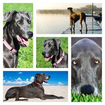 Collage of photos of a great dane dog Stock Photos