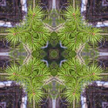 A collage of photos, pattern - spring twigs of pine with young bright needles Stock Photos