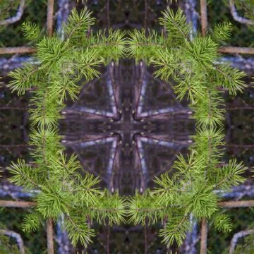A collage of photos, pattern - spring twigs of pine with young bright needles Foto stock