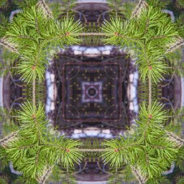 A collage of photos, pattern - spring twigs of pine with young bright needles Stock Photos