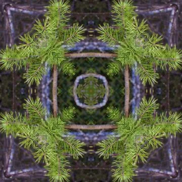 A collage of photos, pattern - spring twigs of pine with young bright needles Stock Photos