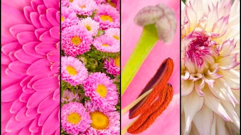 Collage of pink flower sections Stock Photos