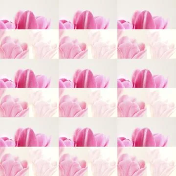 Collage from pink tulips Stock Photos