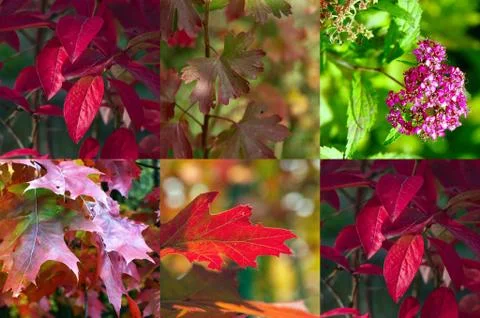 Collage of plants Stock Photos