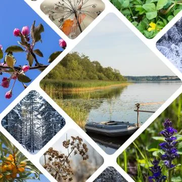 Collage with plants Stock Photos