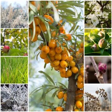 Collage with plants Stock Photos
