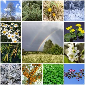 Collage with plants Stock Photos
