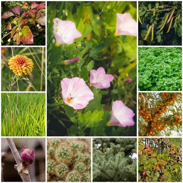 Collage with plants Stock Photos