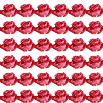 Collage from red roses Stock Photos