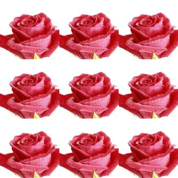 Collage from red roses Stock Photos