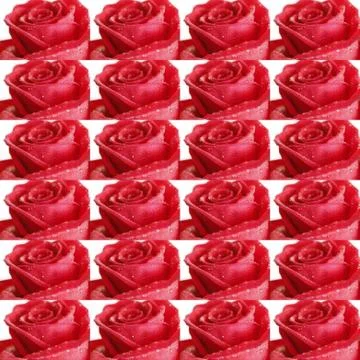 Collage from red roses Stock Photos
