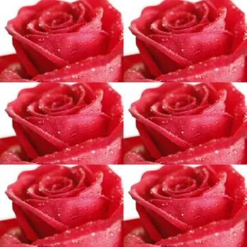 Collage from red roses Stock Photos