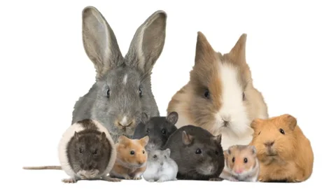 Collage rodent on a white background Video stock 108656705