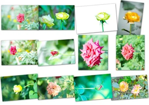 Collage of rose flower Stock Photos