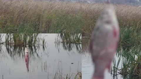Collage rotating fish from the wind hanging on a hook with a worm on a backg Vídeos de archivo 218997143