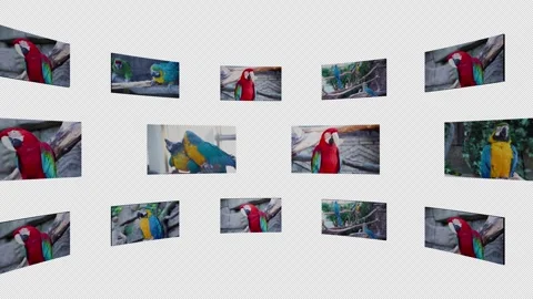 Collage of rotating screens with moving big macaw parrot with alpha channel. Stock Footage 296256125