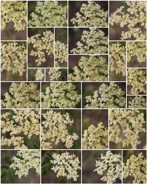 COLLAGE - SAMBUCUS CAERULEA BLOOM Stock Illustration