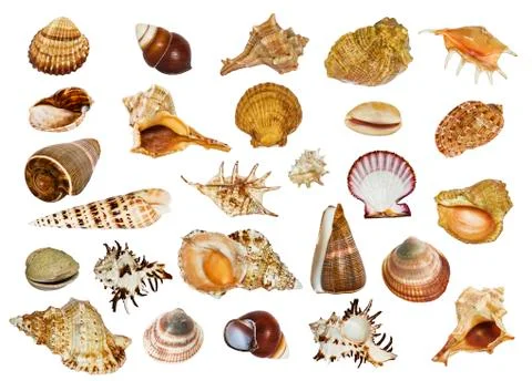 Collage of sea shells of different shapes on white background isolated Stock Photos