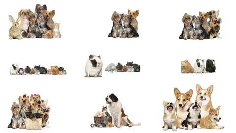 Collage set group of animals on a white background Stock Footage 157213494