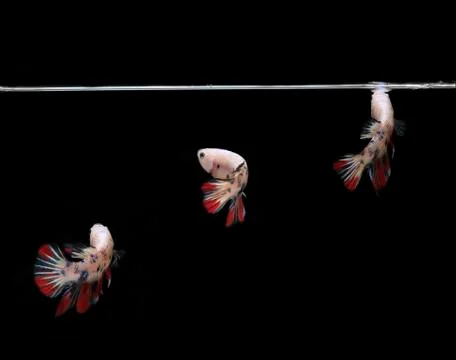 Collage Small Beautiful Candy Betta fish, at Black background Stock Photos