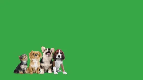 Collage of small dogs on green screen Stock-Footage 99454516
