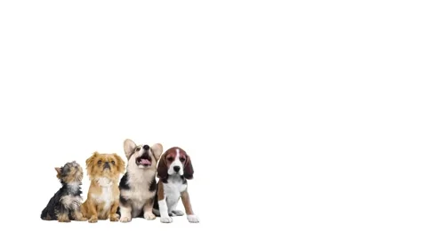 Collage of small dogs	on a white background Stock Footage 99454521